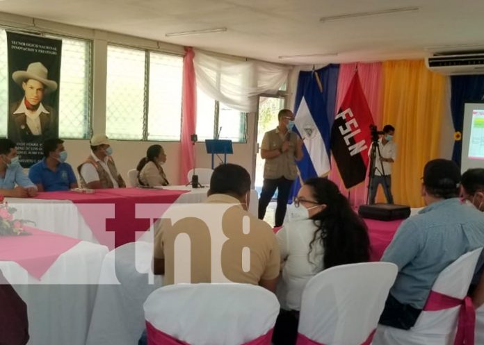 plan,-nueva-segovia-1 Presentación del Plan para monitoreo y control de plagas en bosques de pino de Nueva Segovia / FOTO / TN8