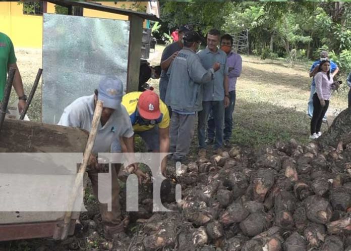 Producción de plátanos en Rivas, es un rubro que se encuentra en los primeros lugares de las principales actividades económicas