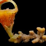 floración, planta, clorofila, peligro,