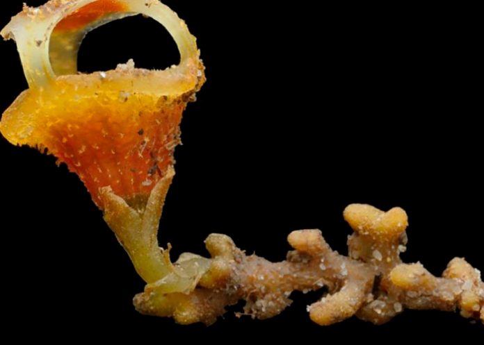 planta floración, planta, clorofila, peligro,