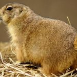 Colorado en alerta por propagación de peste que ya cobró una vida Foto: Colorado en alerta por propagación de peste que ya cobró una vida / Referencia