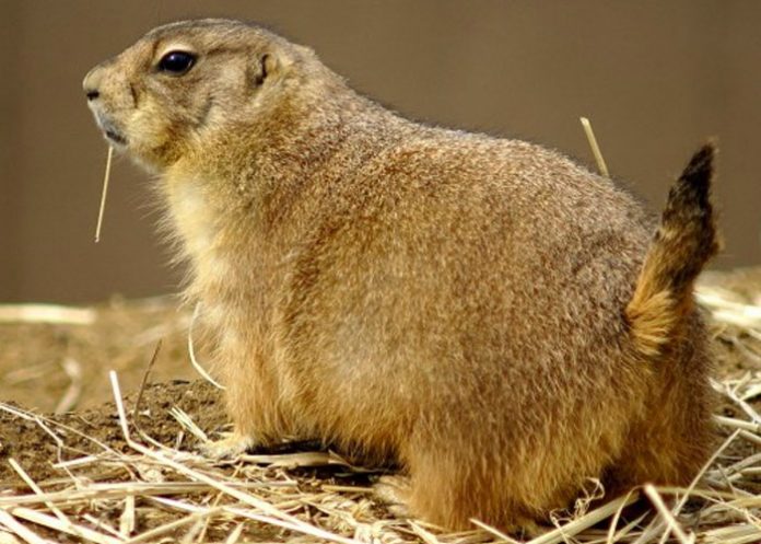Foto: Colorado en alerta por propagación de peste que ya cobró una vida / Referencia