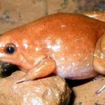 Descubren una ‘rana zombi’ que emerge de la tierra solo cuando llueve Amazonas, rana zombi, tierra, lluvia