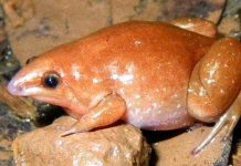 Descubren una ‘rana zombi’ que emerge de la tierra solo cuando llueve Amazonas, rana zombi, tierra, lluvia