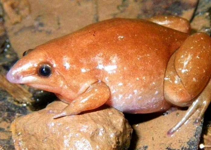 Amazonas, rana zombi, tierra, lluvia