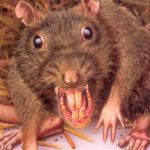 ¡De impacto! Mujer es atacada por más de 100 ratas en un parque de Londres ¡De impacto! Mujer es atacada por más de 100 ratas en un parque de Londres