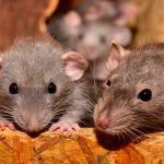 Australia, ojo, mujer, raton