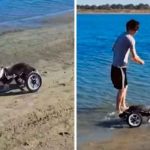 tendencias, perrito, silla de ruedas,