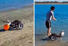 Perrito en silla de ruedas por primera vez en la playa enternece las redes tendencias, perrito, silla de ruedas,