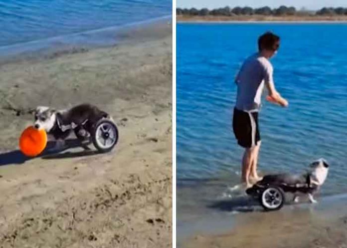 redes tendencias, perrito, silla de ruedas,