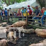 Inversión para el hato porcino en Río San Juan