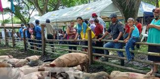 Inversión para el hato porcino en Río San Juan