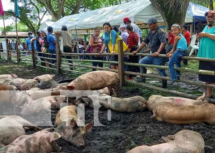 rio-san-juan-porcino-03 Inversión para el hato porcino en Río San Juan