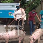 Mujeres rivenses reciben bono “Cerdas Reproductoras” para mejorar su economía nicaragua, rivas, cerdas, bonos,