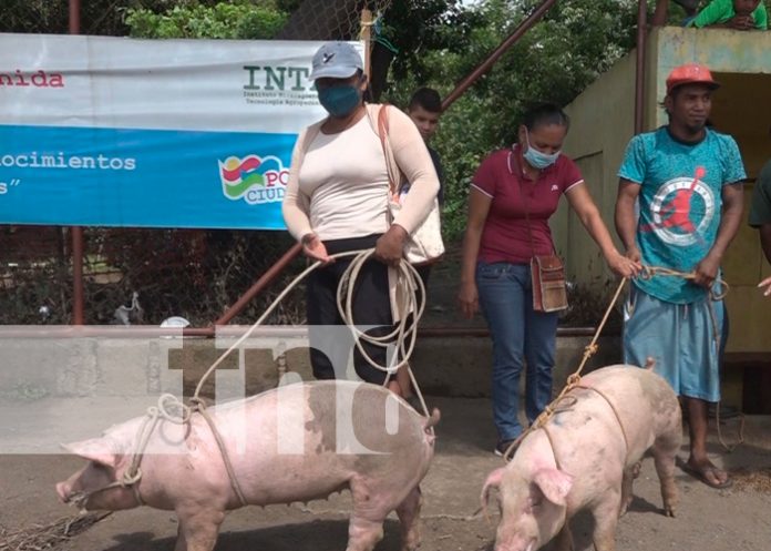 rivas nicaragua, rivas, cerdas, bonos,