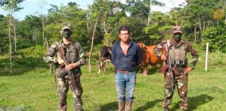 Foto: Ejército de Nicaragua realizó la ocupación de semovientes y equino / EN