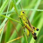 estados unidos, saltamontes, insectos, invasion,