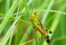 Enjambres de saltamontes invaden el oeste de EE.UU. estados unidos, saltamontes, insectos, invasion,