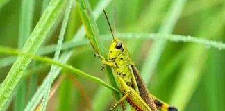 estados unidos, saltamontes, insectos, invasion,