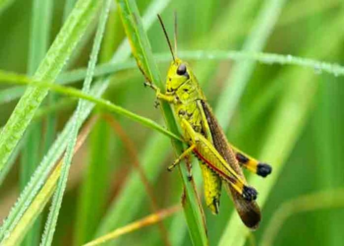 saltamontes- estados unidos, saltamontes, insectos, invasion,