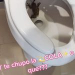 Mujer protagoniza divertida escena al encontrar un sapo en su inodoro Foto: Mujer protagoniza inquietante escena al encontrar un sapo en su inodoro / Tiktok