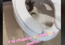 Mujer protagoniza divertida escena al encontrar un sapo en su inodoro Foto: Mujer protagoniza inquietante escena al encontrar un sapo en su inodoro / Tiktok