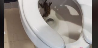 Foto: Mujer protagoniza inquietante escena al encontrar un sapo en su inodoro / Tiktok