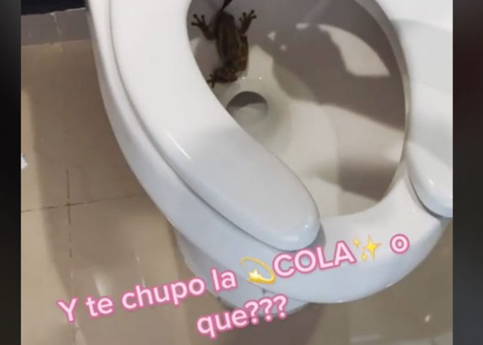 Foto: Mujer protagoniza inquietante escena al encontrar un sapo en su inodoro / Tiktok