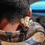 Afirmó ser inmune al veneno de serpientes y fue asesinado por una cobra Afirmó ser inmune al veneno de serpientes y fue asesinado por una cobra