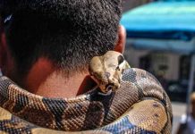 Afirmó ser inmune al veneno de serpientes y fue asesinado por una cobra