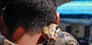 Afirmó ser inmune al veneno de serpientes y fue asesinado por una cobra