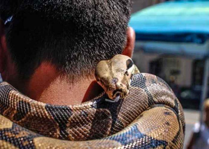 Afirmó ser inmune al veneno de serpientes y fue asesinado por una cobra