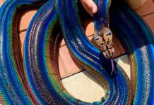 fotos, california, reptiles, piton, viral, serpiente arcoiris, insolito, video,