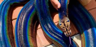 fotos, california, reptiles, piton, viral, serpiente arcoiris, insolito, video,