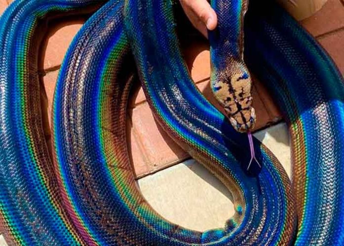 serpiente-arcoiris- fotos, california, reptiles, piton, viral, serpiente arcoiris, insolito, video,