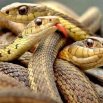 De muerte: mujer descubre 18 serpientes bajo su cama