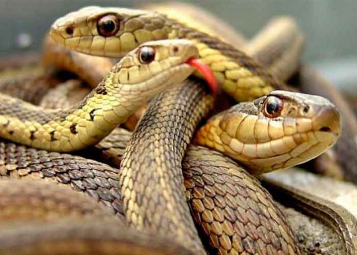 serpientes- De muerte: mujer descubre 18 serpientes bajo su cama