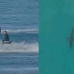Revelan sangrientas fotos del ataque de un tiburón a un surfista sudafricano