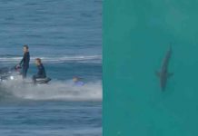 Revelan sangrientas fotos del ataque de un tiburón a un surfista sudafricano