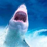 video, mar rojo, tiburon, paracaidas, viral, video viral, redes sociales,