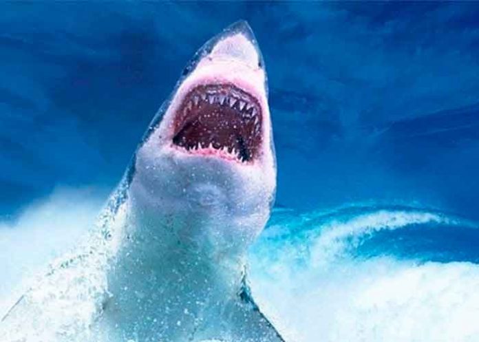 video, mar rojo, tiburon, paracaidas, viral, video viral, redes sociales,