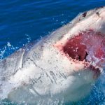 Mar rojo, tiburon, paracaidista, video,