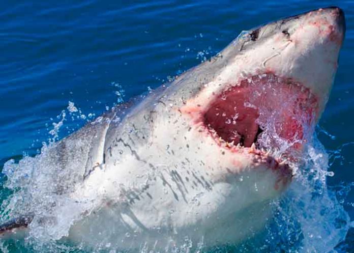 Mar rojo, tiburon, paracaidista, video,