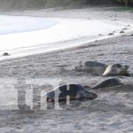 Reserva La Flor, en Rivas, santuario de tortugas