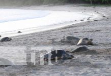 Inicia arribada masiva de tortugas en Playa La Flor, San Juan del Sur Reserva La Flor, en Rivas, santuario de tortugas