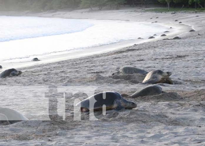 tortugas-rivas-022 Reserva La Flor, en Rivas, santuario de tortugas