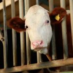 Conozca a la vaca más pequeña del mundo (FOTOS) fotos, vaca mas pequena del mundo, bangladesh, bovino, viral,