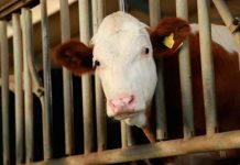 Conozca a la vaca más pequeña del mundo (FOTOS) fotos, vaca mas pequena del mundo, bangladesh, bovino, viral,