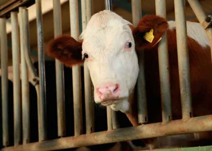 vaca fotos, vaca mas pequena del mundo, bangladesh, bovino, viral,