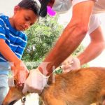 Vacunación canina en Nueva Segovia